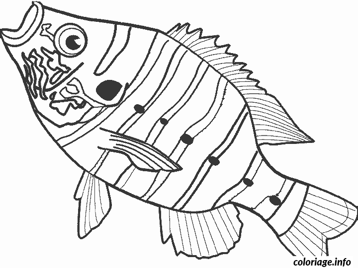 Coloriage Poisson voilier en pleine nage - Poisson à imprimer