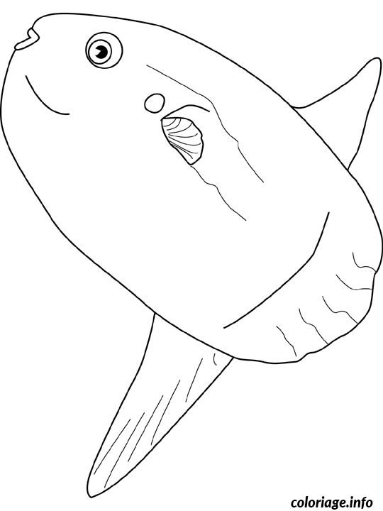 Coloriage Ocean sunfish - Poisson à imprimer