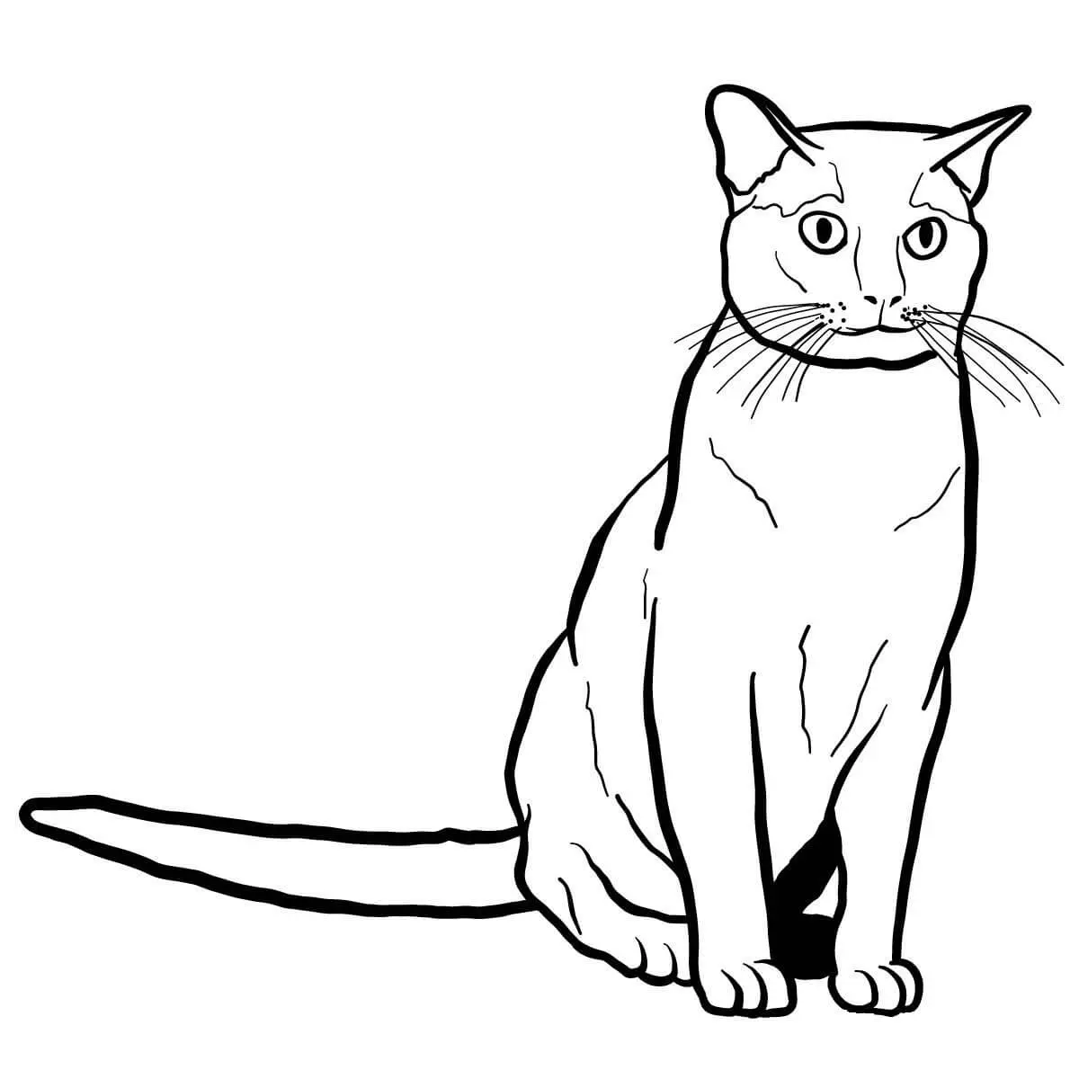 Coloriage Le Chat Burmese Est Une Race De Chat Originaire De Thailande - Chat à imprimer