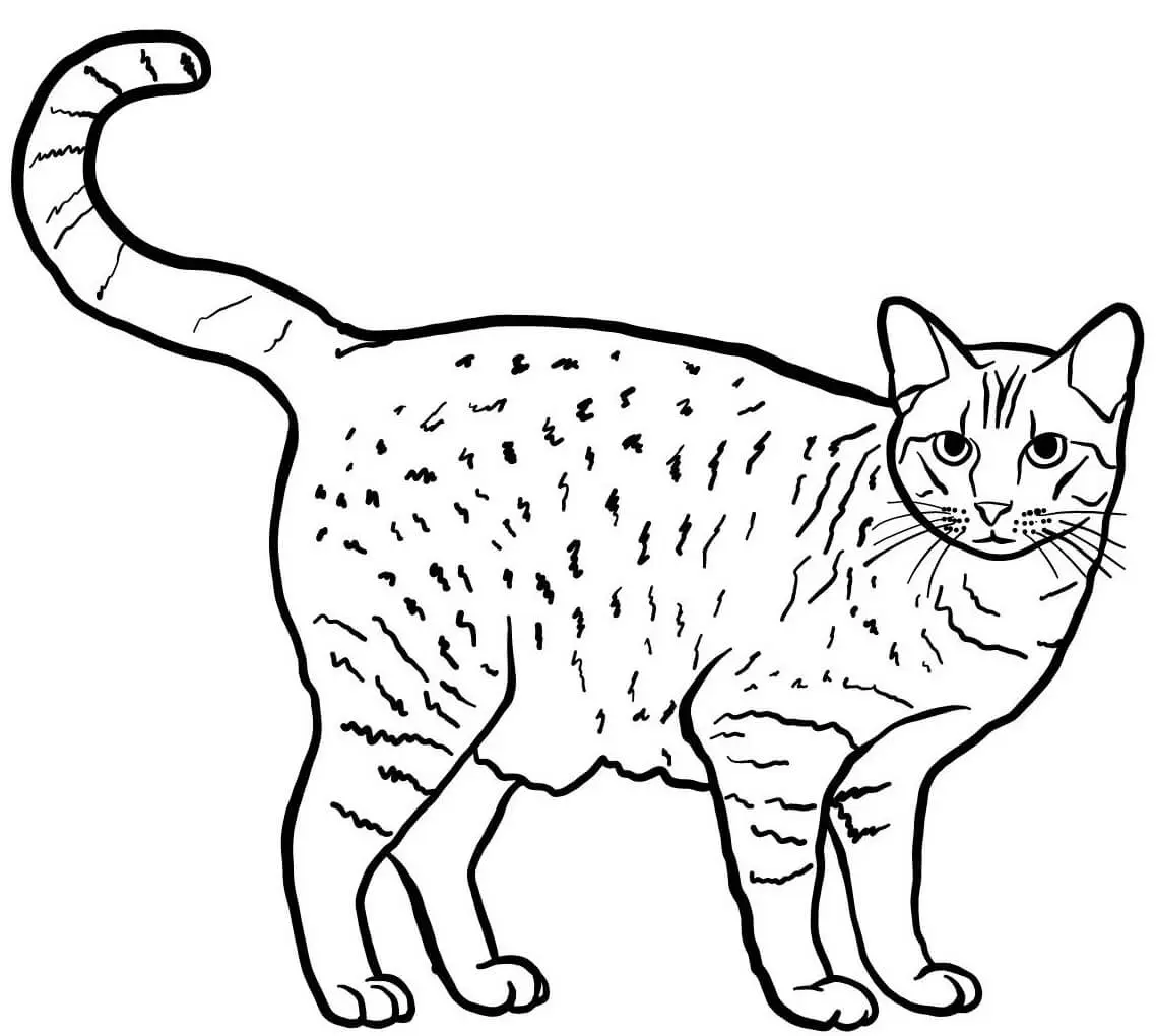 Coloriage Ocicat Est Un Chat Originaire Des États Unis Et Est Caracterise Par Une Couleur Fauve Tachetee - Chat à imprimer