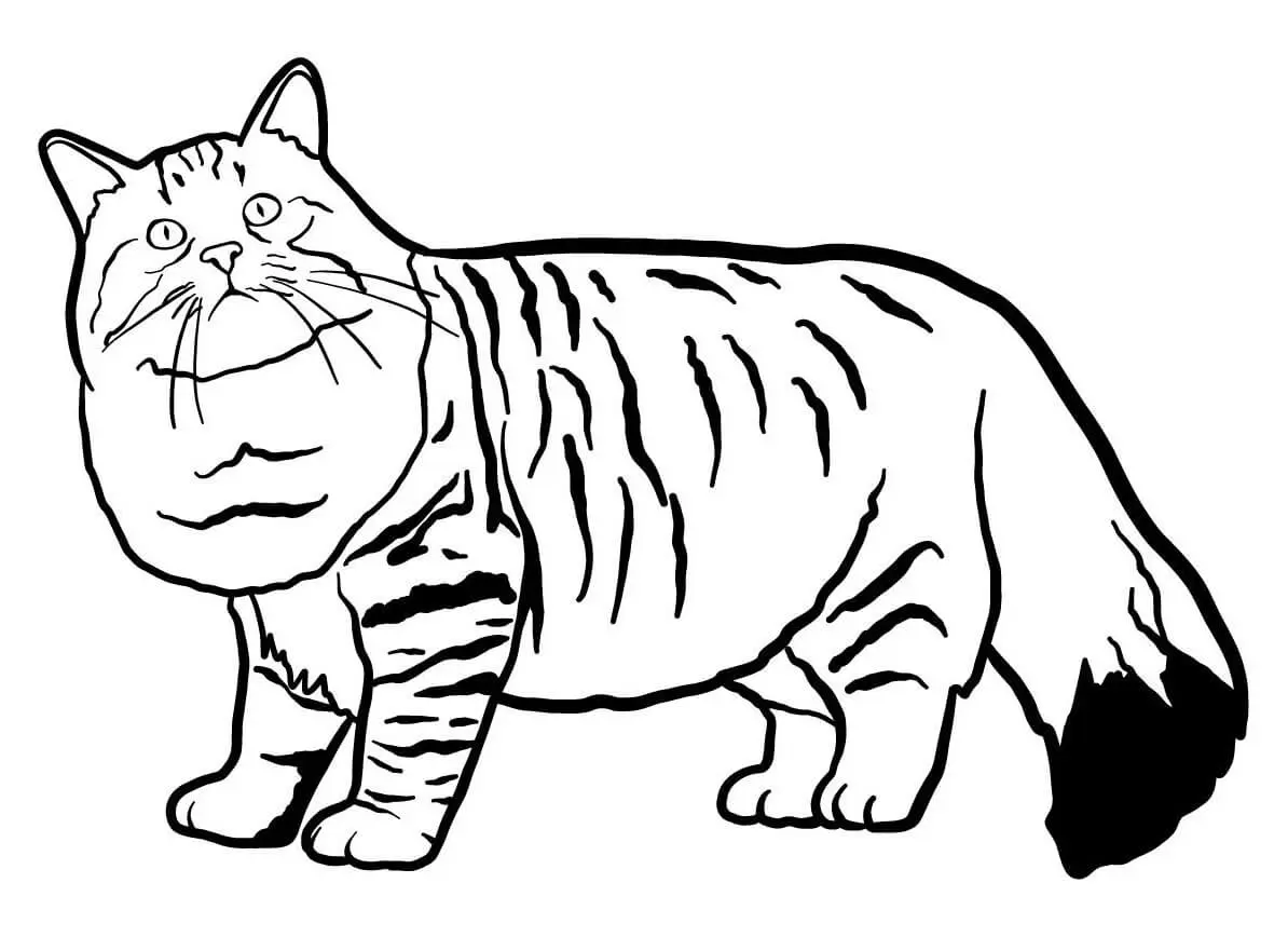 Coloriage Silhouette En Tonneau Et Des Poils Mi Longs Le Chat Siberian Est Originaire De La Russie - Chat à imprimer