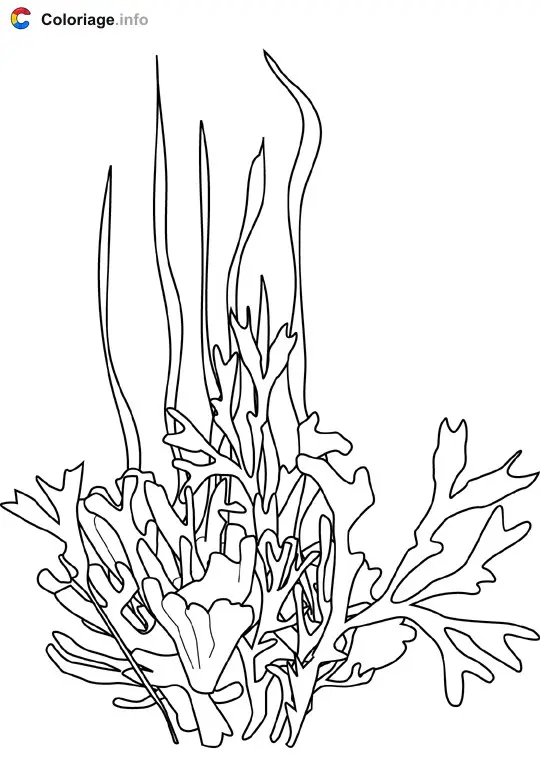 Coloriage Algue - Océan à imprimer