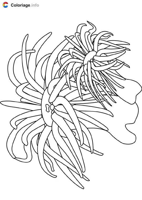 Coloriage Anémone de mer - Océan à imprimer