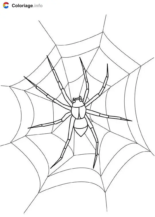 Coloriage Araignée - Insectes à imprimer