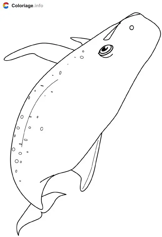 Coloriage Baleine - Baleines à imprimer