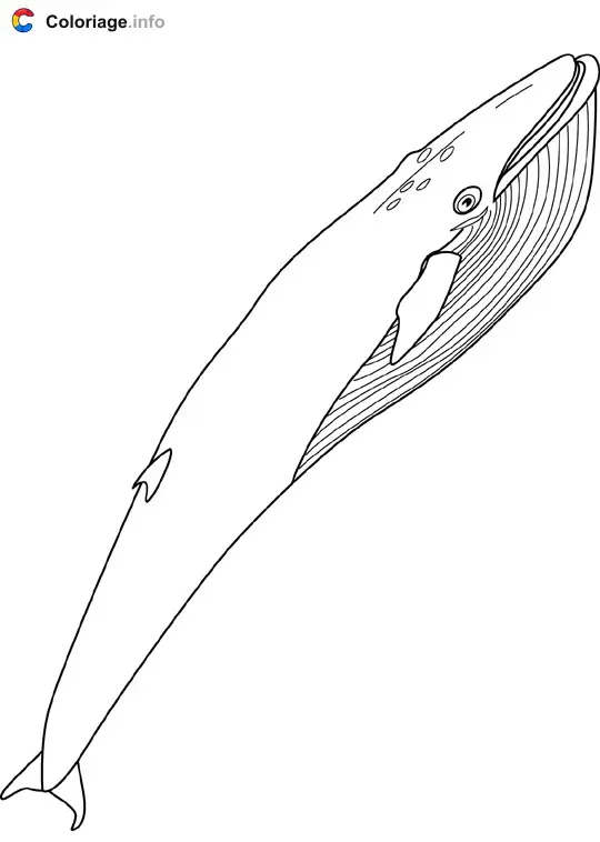 Coloriage Baleine bleue - Baleines à imprimer