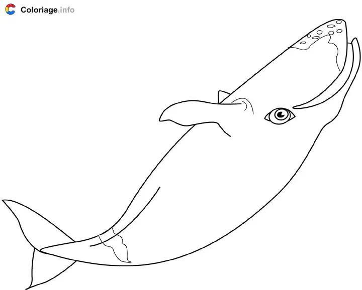 Coloriage Baleine boréale - Baleines à imprimer