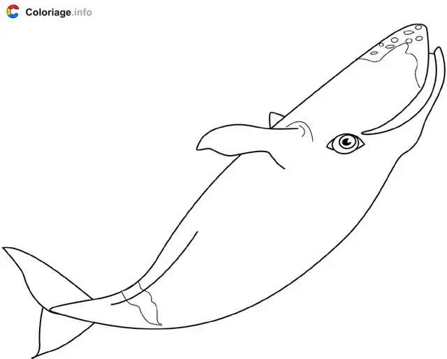 Coloriage Baleine boréale - Baleine à imprimer