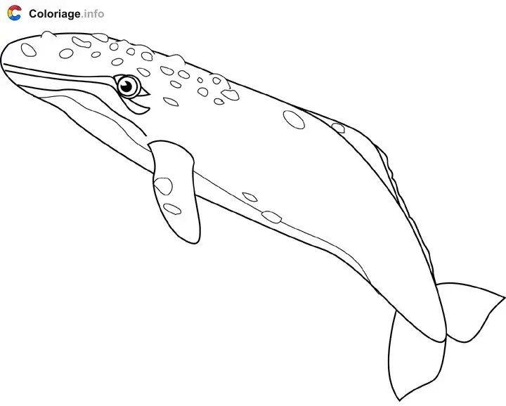 Coloriage Baleine grise - Baleines à imprimer
