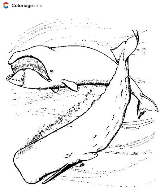 Coloriage Baleines - Baleines à imprimer