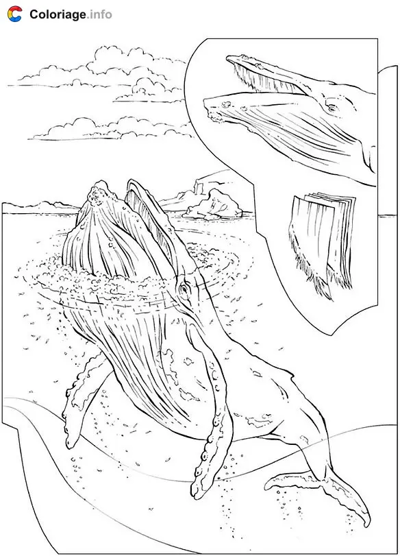 Coloriage Baleines bosse - Baleines à imprimer