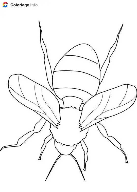 Coloriage Bourdon - Insectes à imprimer