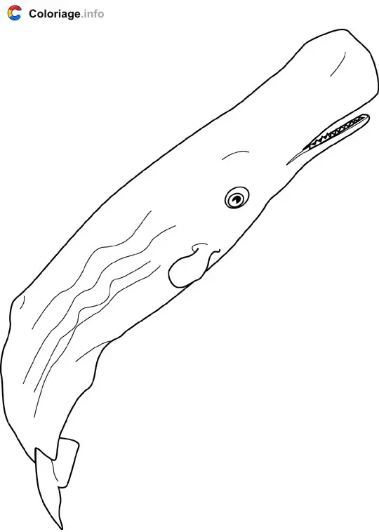Coloriage Cachalot - Baleines à imprimer