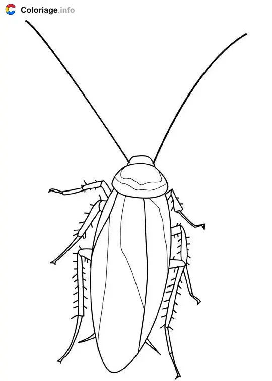 Coloriage Cafard - Insectes à imprimer