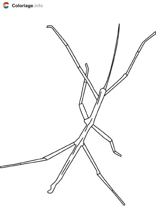 Coloriage Canne - Insectes à imprimer