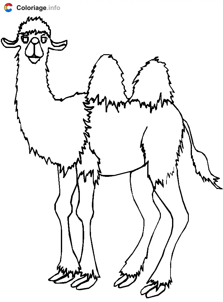 Coloriage Chameau qui te regarde - Chameau à imprimer