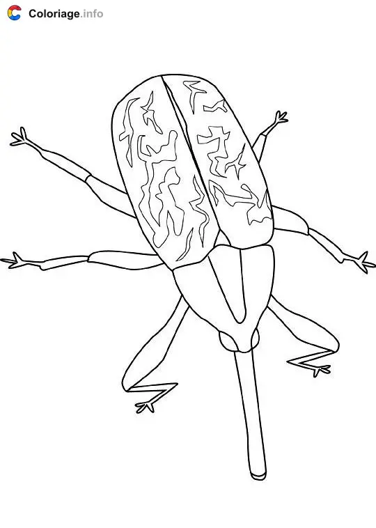 Coloriage Charançon - Insectes à imprimer