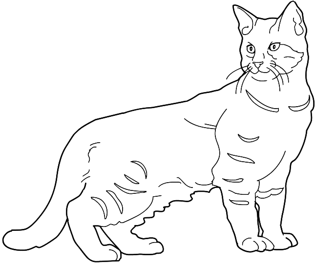 Coloriage Chat Pixie Bob - Chat à imprimer