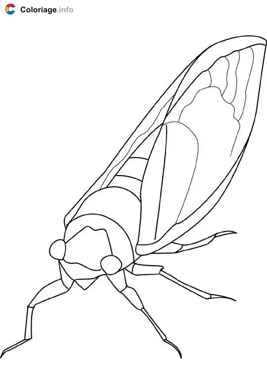 Coloriage Cigale - Insectes à imprimer