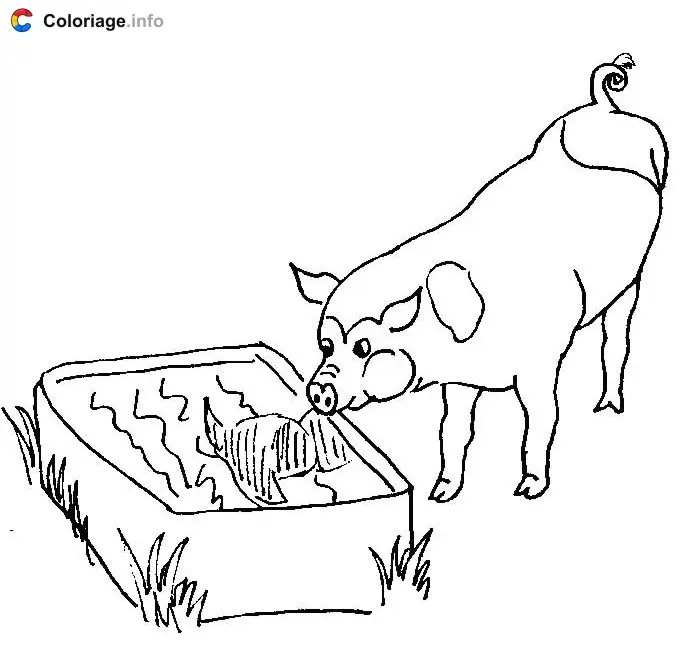 Coloriage Cochon qui regarde son reflet dans l'eau - Cochons à imprimer