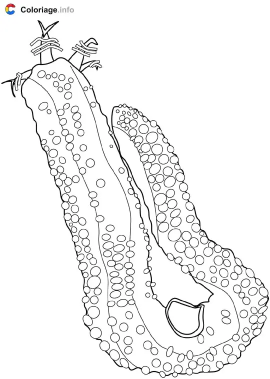 Coloriage Concombre marin - Océan à imprimer
