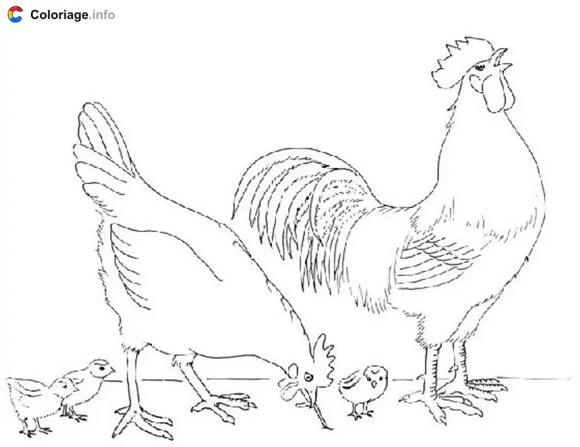 Coloriage Coq poule et poussins - Coq à imprimer
