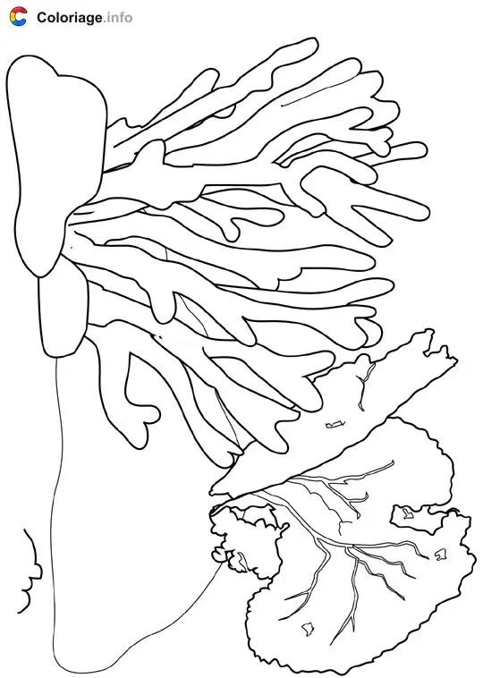Coloriage Corail - Crustacés à imprimer