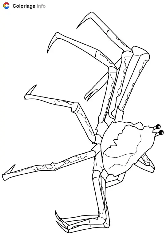 Coloriage Crabe araignée japonais géant - Crustacés à imprimer