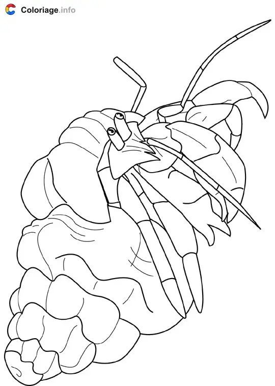 Coloriage Crabe d'ermite - Crustacés à imprimer