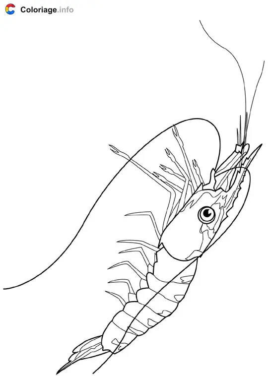 Coloriage Crevette - Crustacés à imprimer
