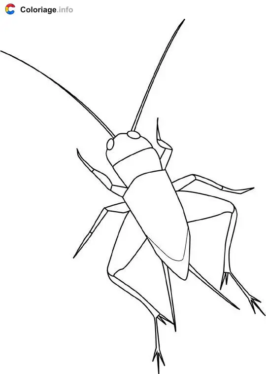 Coloriage Cricket - Insectes à imprimer