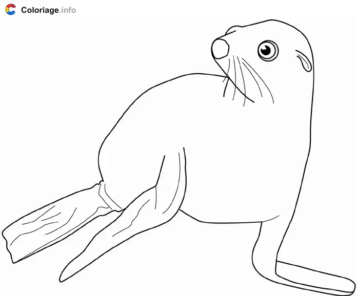 Coloriage De phoque - Phoque à imprimer