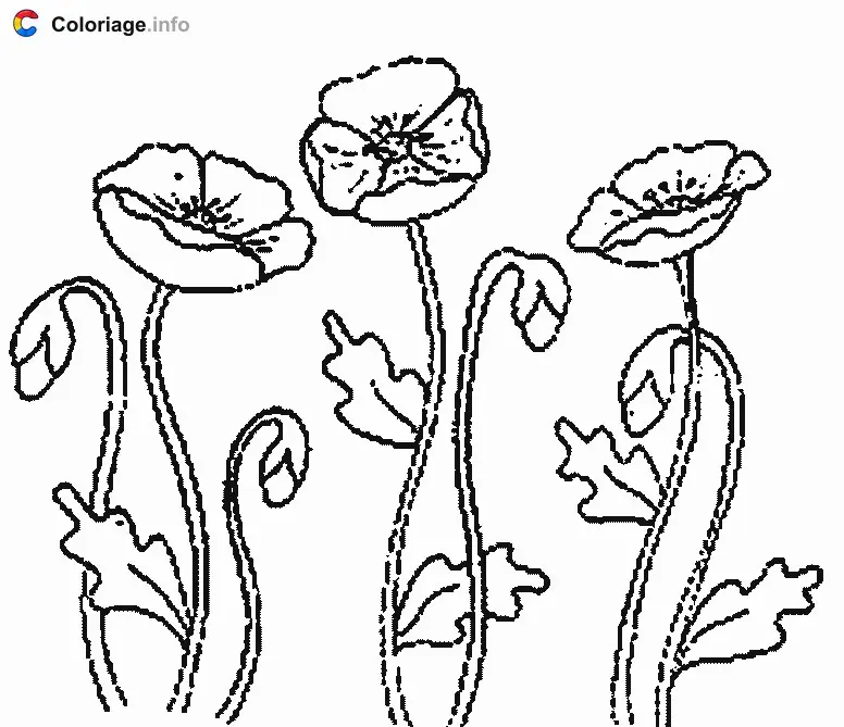 Coloriage Des coquelicots des champs - Plantes à imprimer