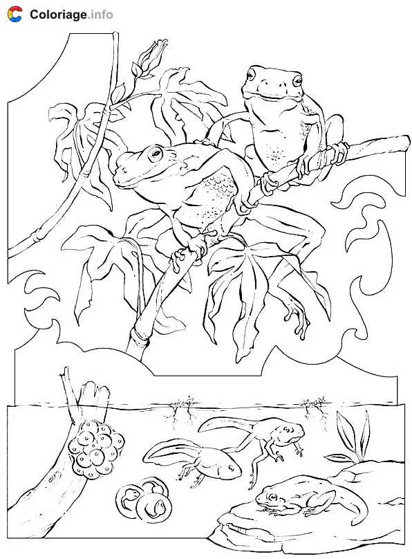 Coloriage Des crapauds et grenouilles dans leur milieu naturel - Grenouille à imprimer
