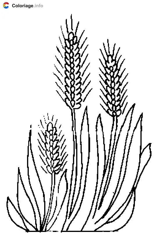 Coloriage Des épis de blé - Plantes à imprimer