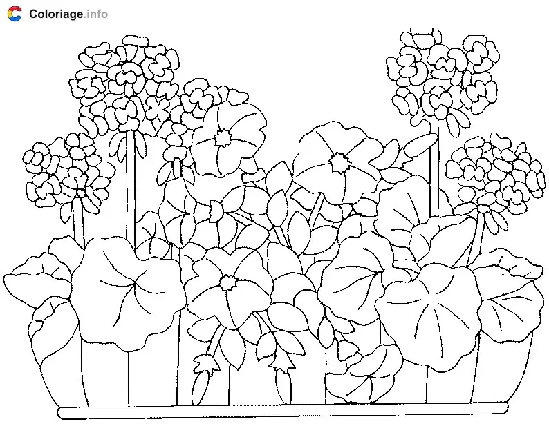 Coloriage Des géraniums dans une jardinière - Plantes à imprimer