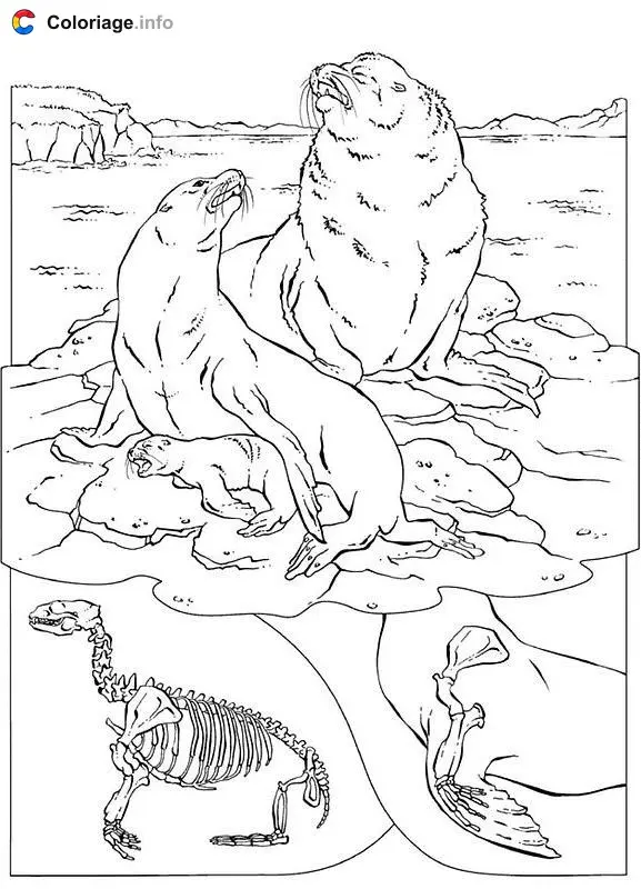 Coloriage Des otaries sur un iceberg - Phoque à imprimer