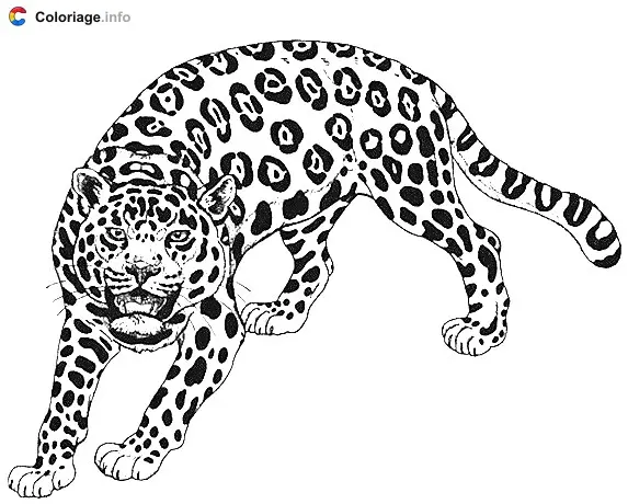 Coloriage Dessin d'un guépard - Guépard à imprimer