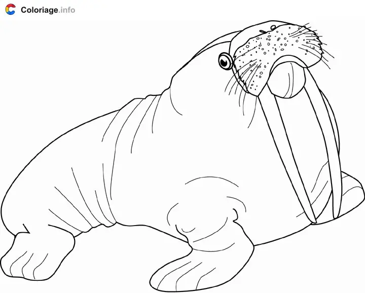 Coloriage Dessin d'un morse - Phoque à imprimer