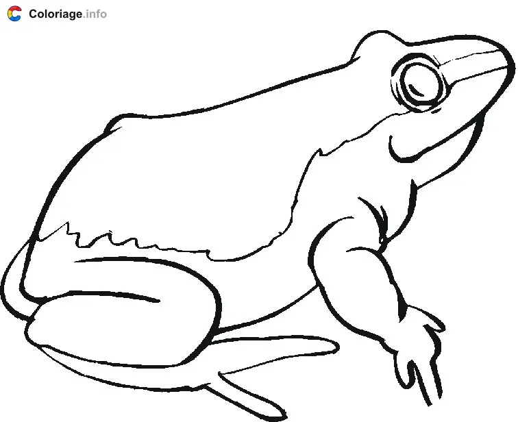 Coloriage Dessin d'une grenouille - Grenouille à imprimer