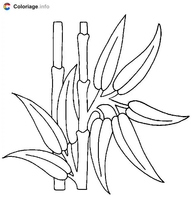 Coloriage Dessin de bambou - Plantes à imprimer