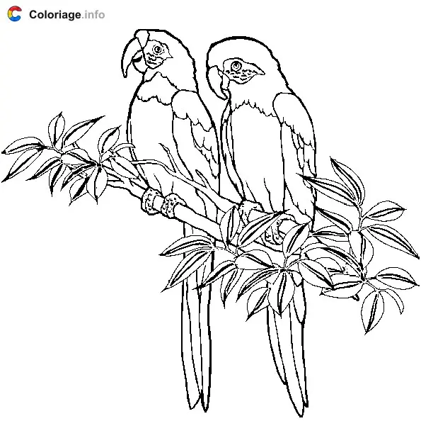 Two Parrots on a Branch coloring page to print