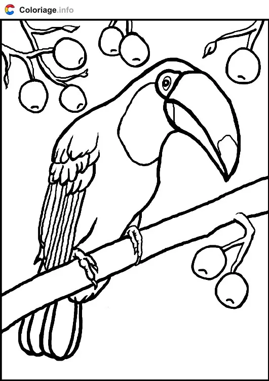 Toucan coloring page to print