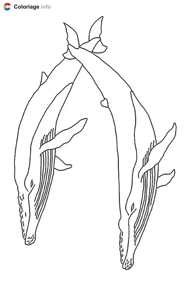 Coloriage Deux baleines - Baleines à imprimer