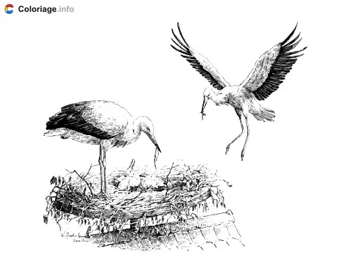 Coloriage Deux cigognes qui font leur nid - Cigogne à imprimer