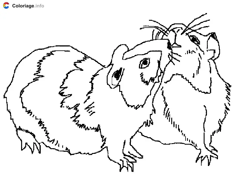 Coloriage Deux cochons d'Inde - Hamster à imprimer