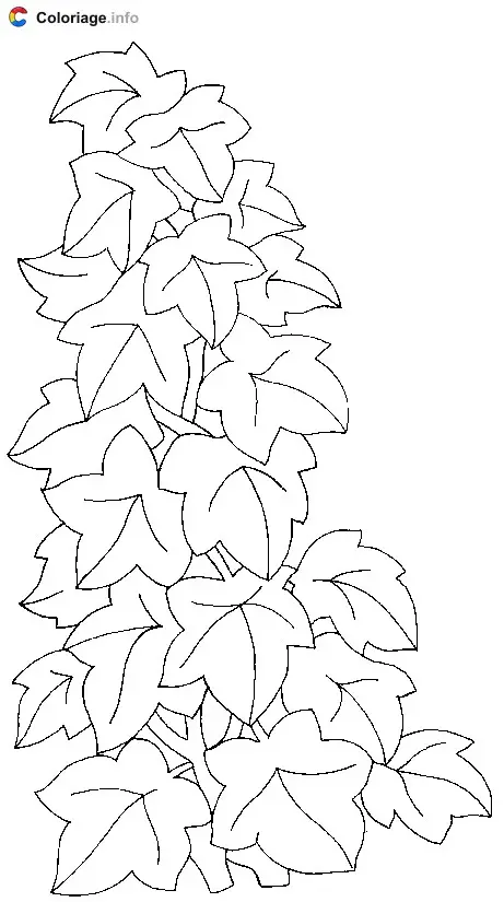 Coloriage Du lierre grimpant - Plantes à imprimer