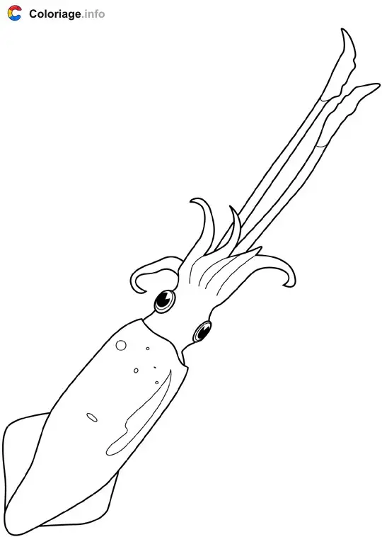 Coloriage Encornet - Crustacés à imprimer