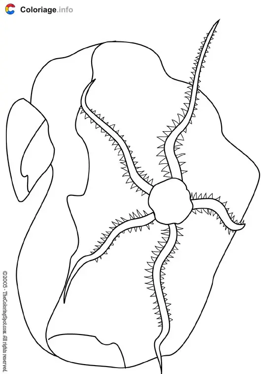 Coloriage Étoile cassante - Océan à imprimer