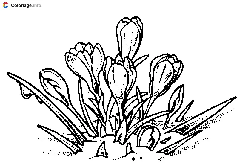 Coloriage Fleur de crocus - Plantes à imprimer